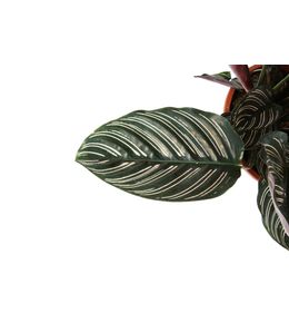 Calathea 'Ornata' - Pot D 19cm