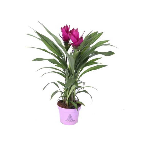 Curcuma 'Siam Splash'- Pot D.12cm
