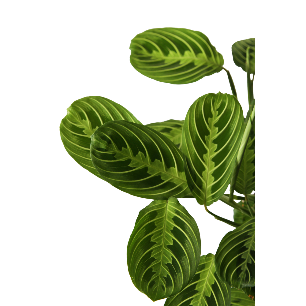 Maranta 'Lemon Lime'- Suspension - D 15cm