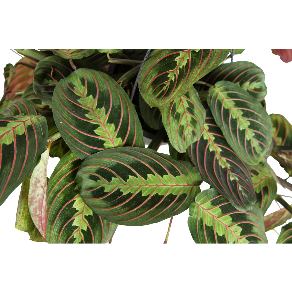 Maranta leuconeura - Suspension - D 15cm