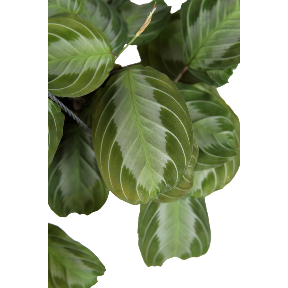 Maranta 'Silver Band' - Suspension -D 15cm