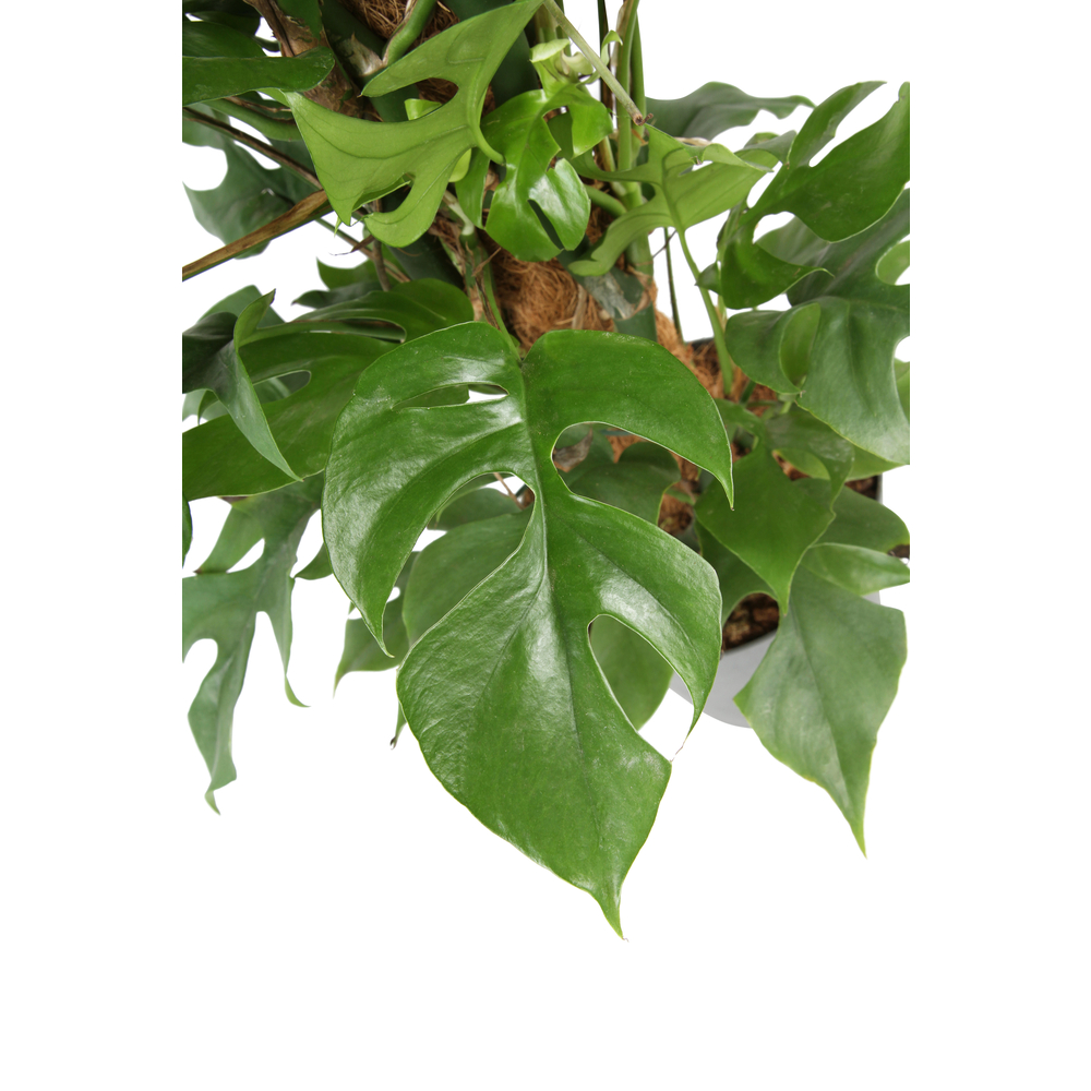 Monstera minima - Pot D 19cm