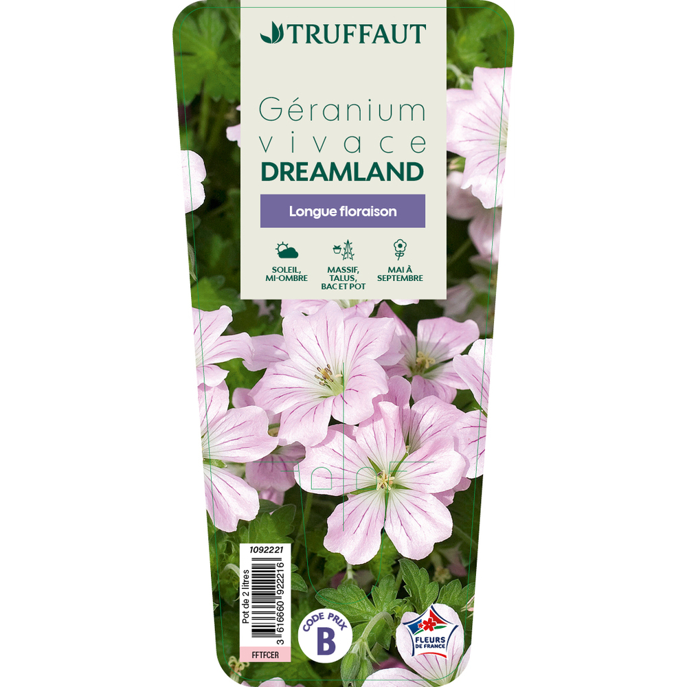 Geranium vivace 'Dreamland®' : pot 2L