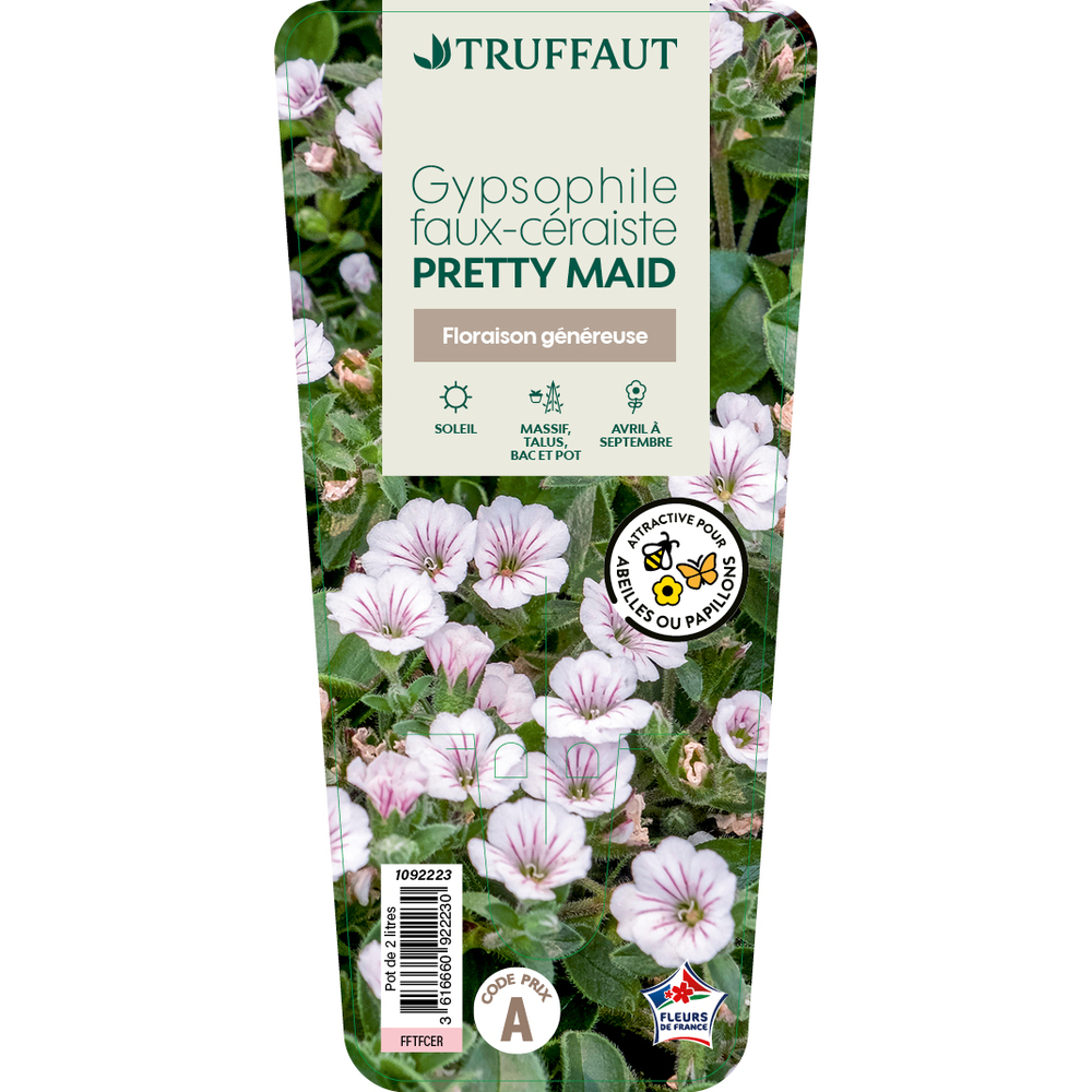 Gypsophile 'Pretty Maid' : pot 2L