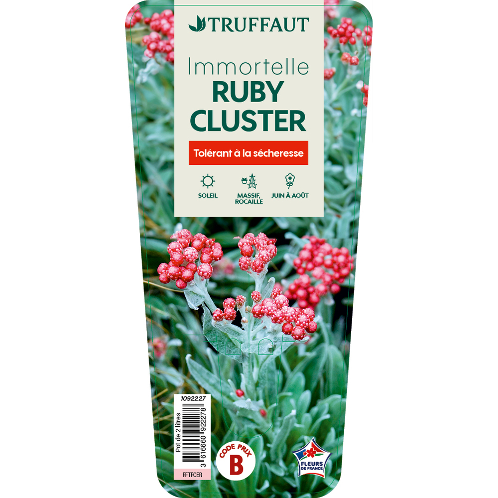Immortelle 'Ruby Cluster' : pot 2L