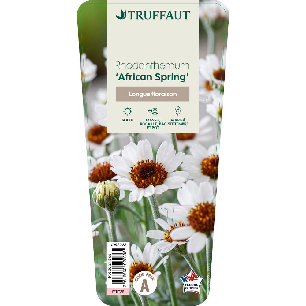 Rhodanthemum 'African Spring' : pot 2L