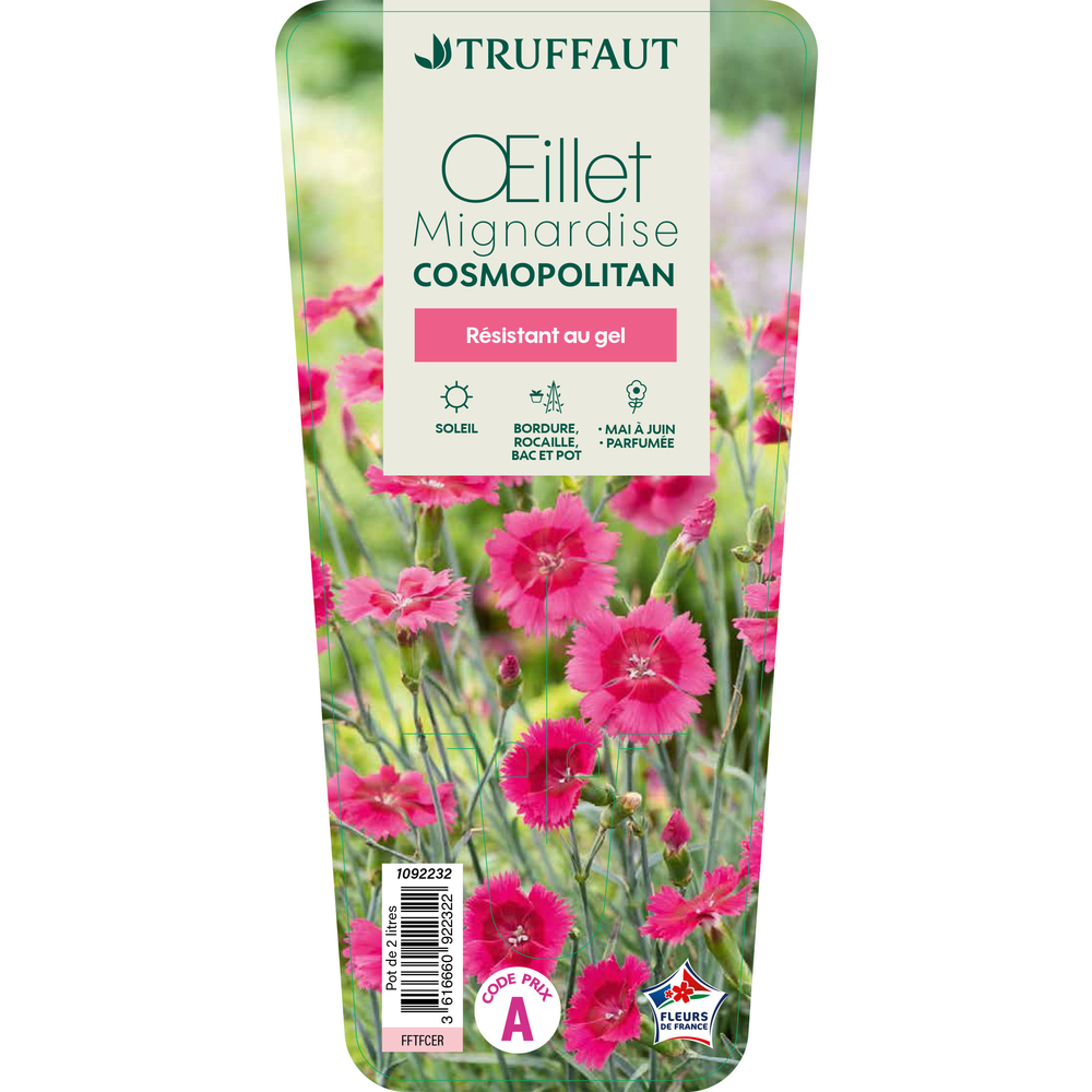 Dianthus 'Cosmopolitan' : pot 2L