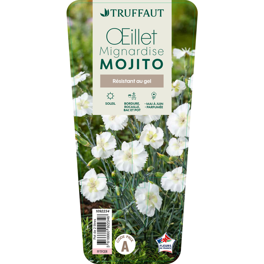 Dianthus 'Mojito' : pot 2L