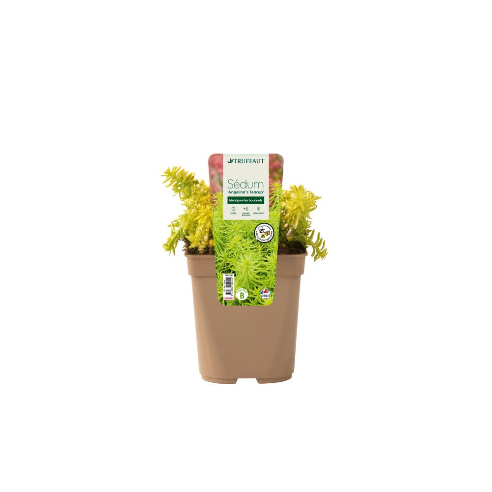 Sedum Angelina's Teacup : pot 2L