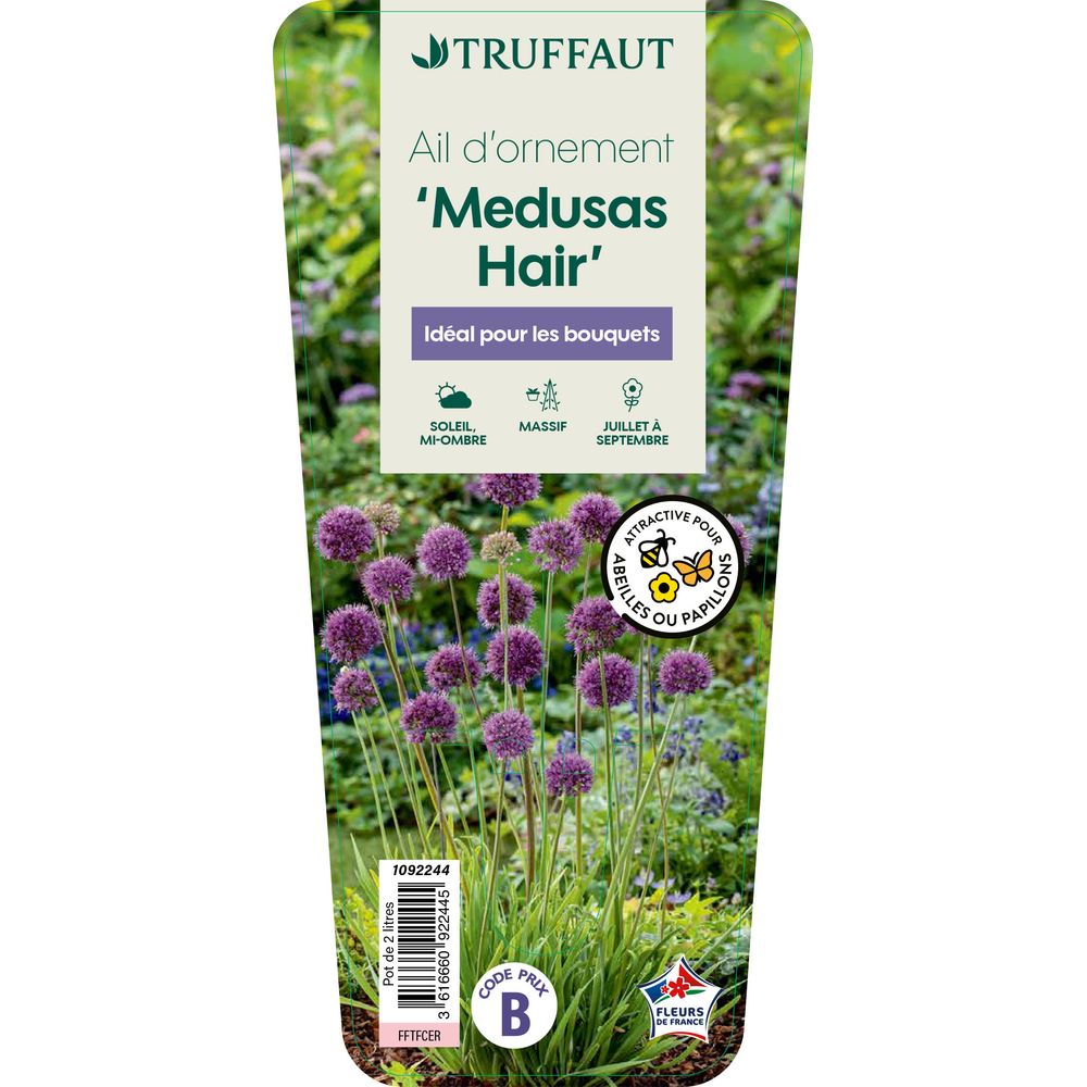Allium 'Medusa's hair' : pot 2L