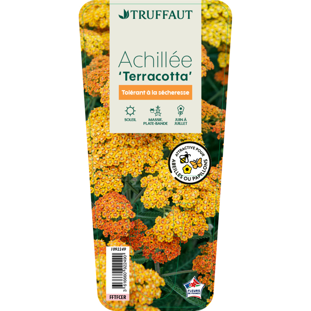 Achillée 'Terracotta' : godet