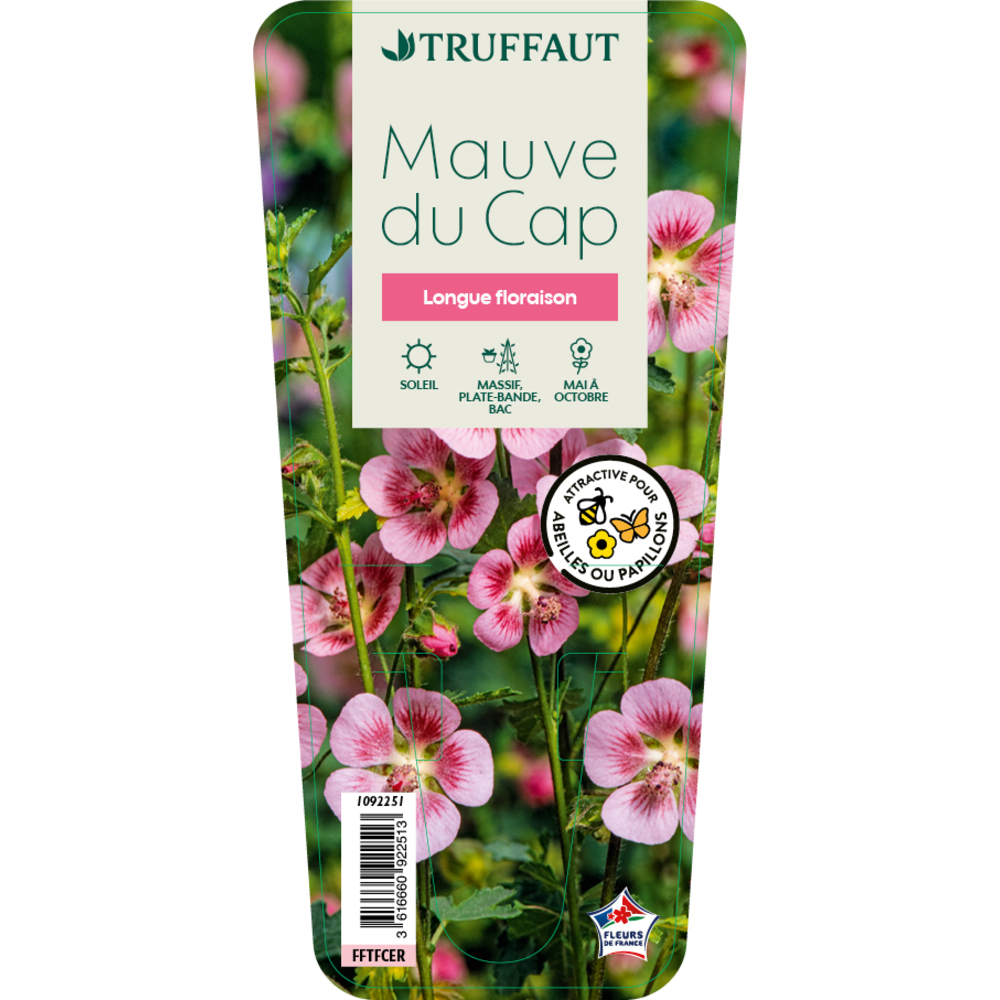 Anisodontea capensis : godet