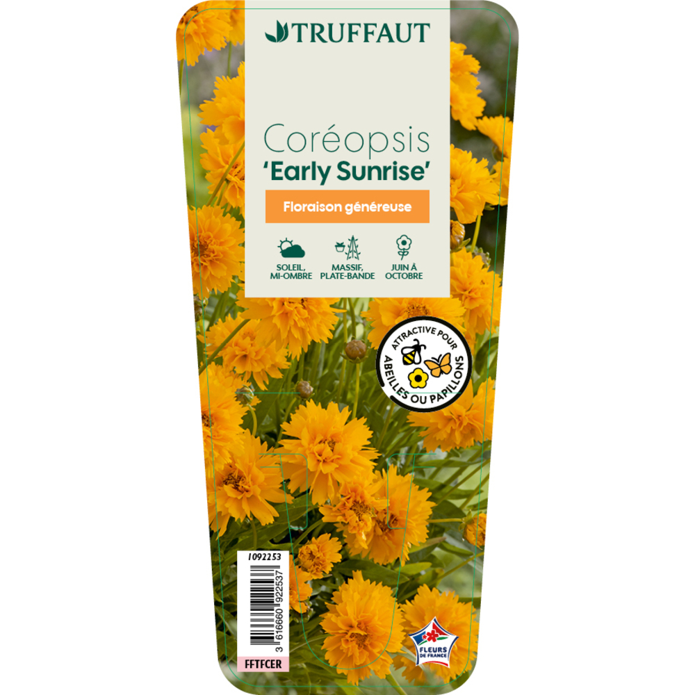 Coreopsis 'Early Sunrise' : godet