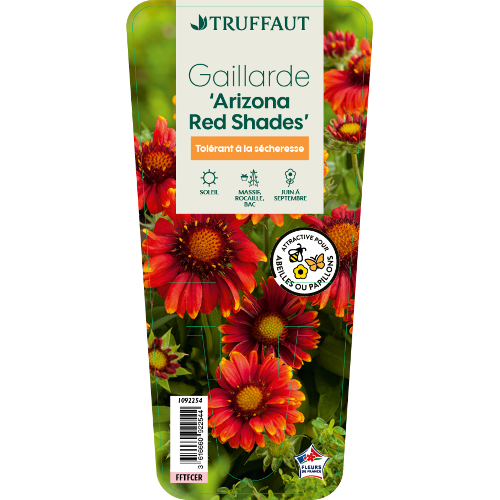 Gaillarde 'Arizona Red Shades' : godet