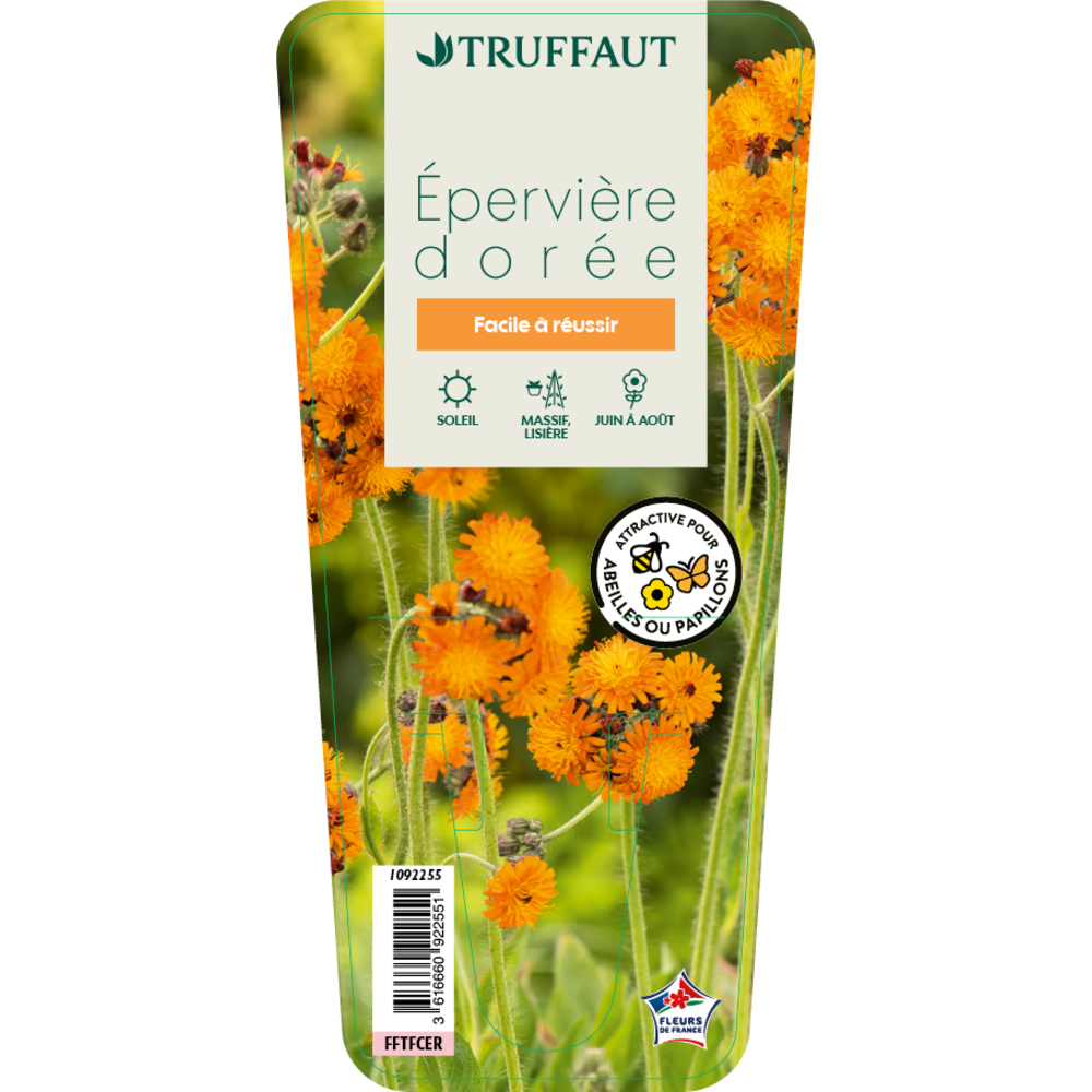 Epervière dorée : godet