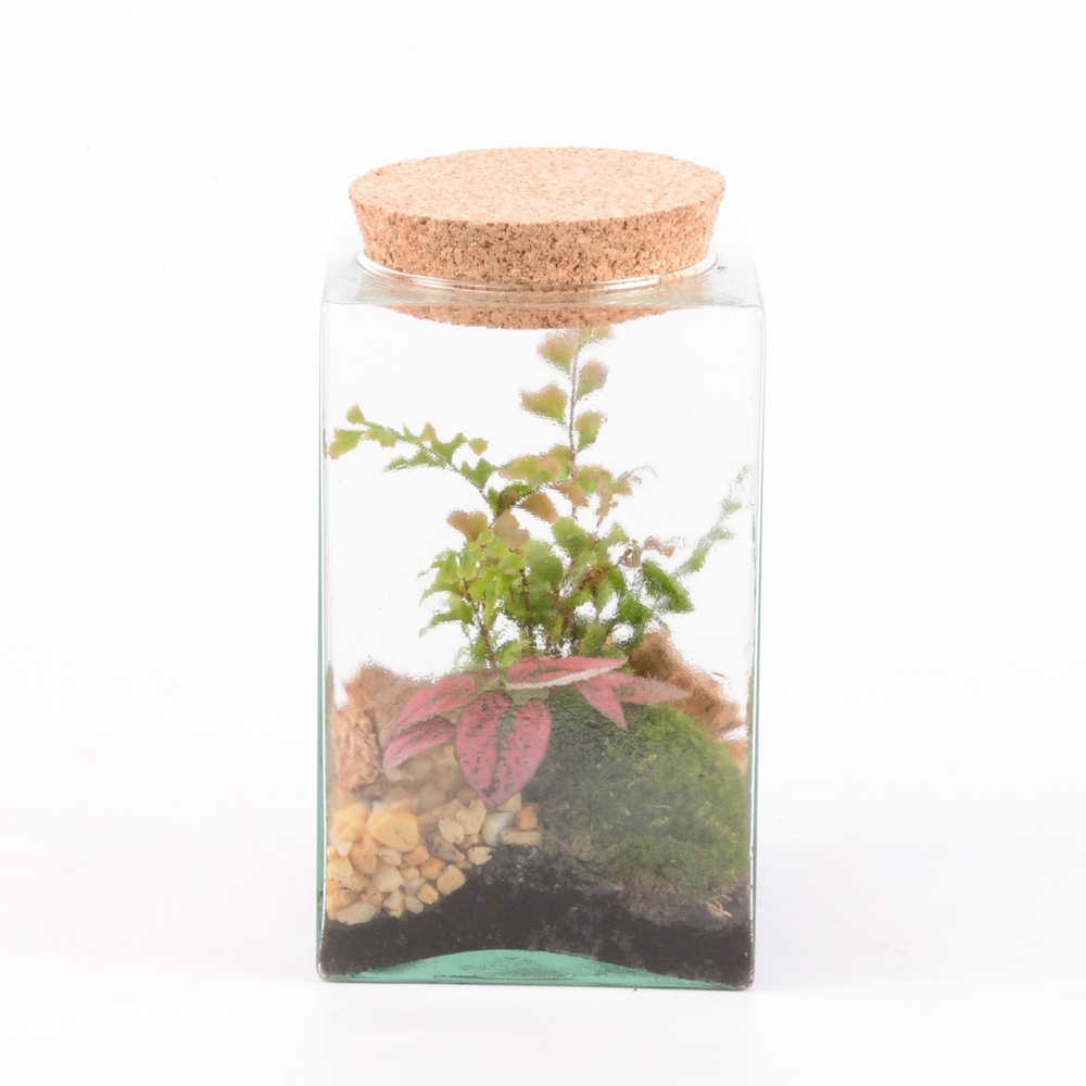 Terrarium Carré - 2 plantes - D 11cm