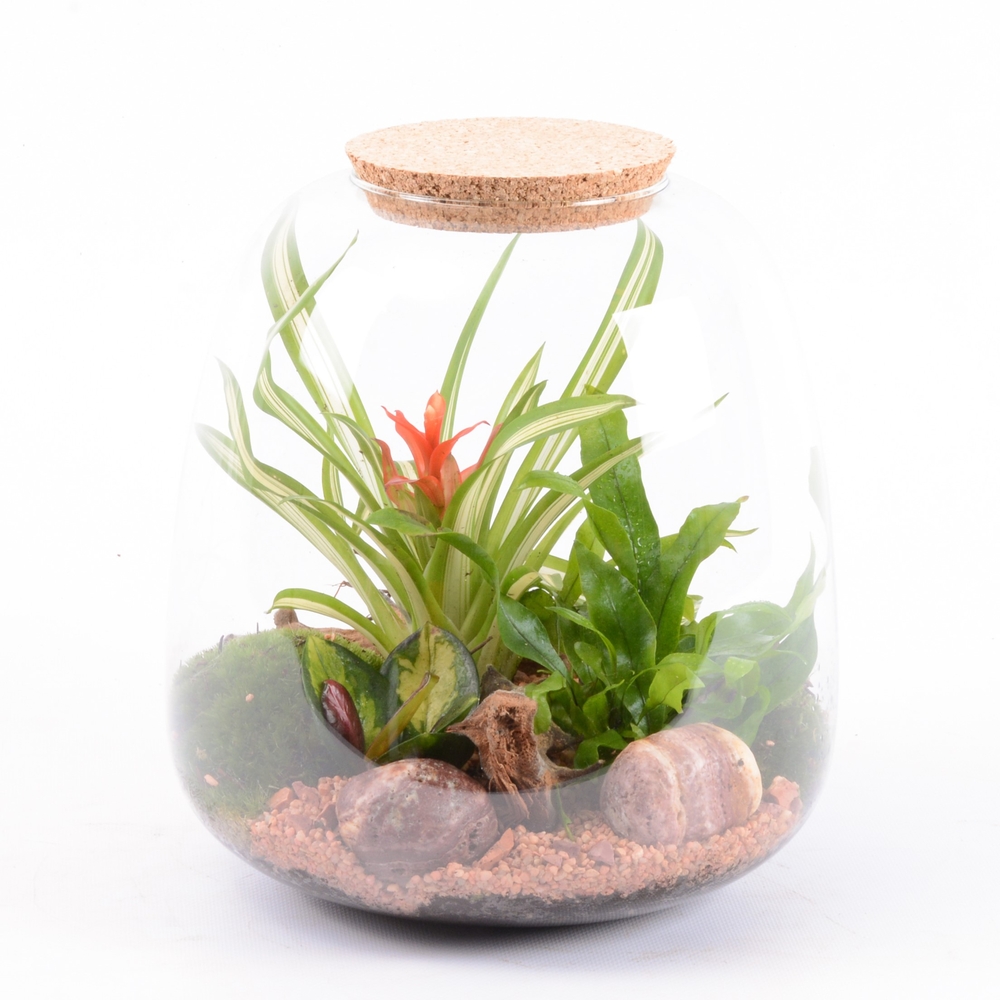 Terrarium - 3 plantes - D 23