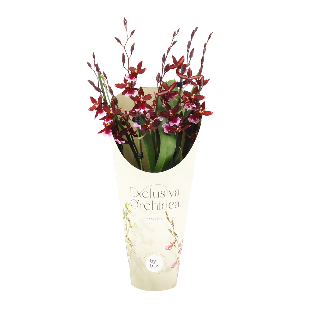 Orchidée Cambria 'Barrocco Red' - 5/6 tigess- Pot D 12cm- H 60cm