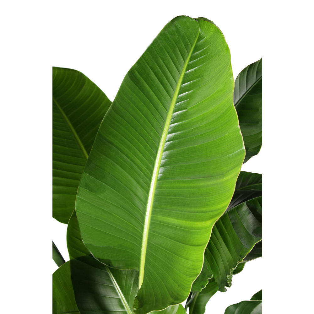 Strelizia nicolai- 5 pieds- Pot D 36cm