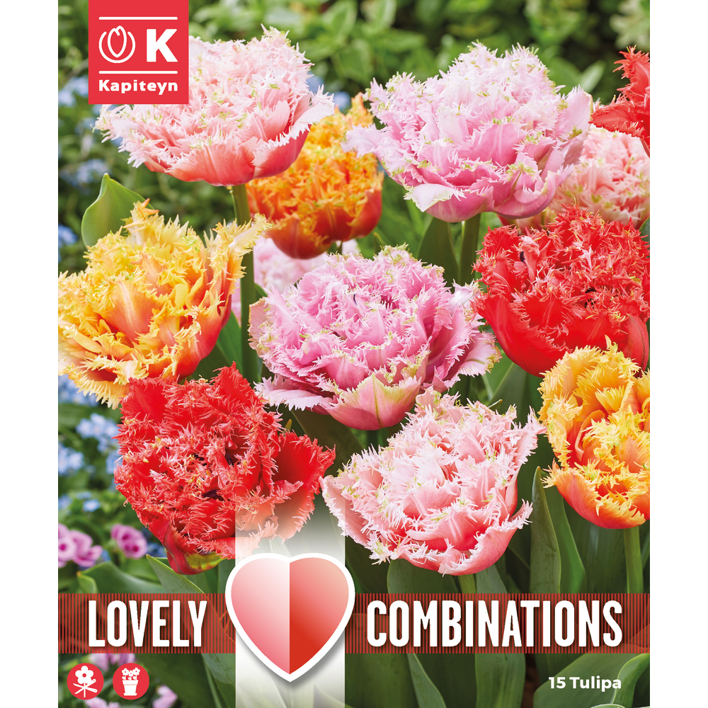 Bulbes de tulipes doubles frangées - x12