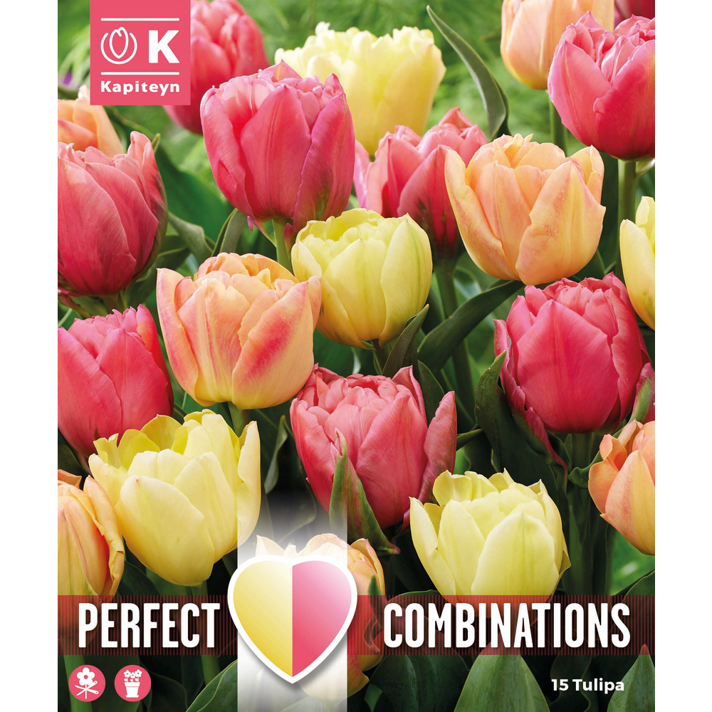 Bulbes de tulipes doubles, Symbiose mix - x12