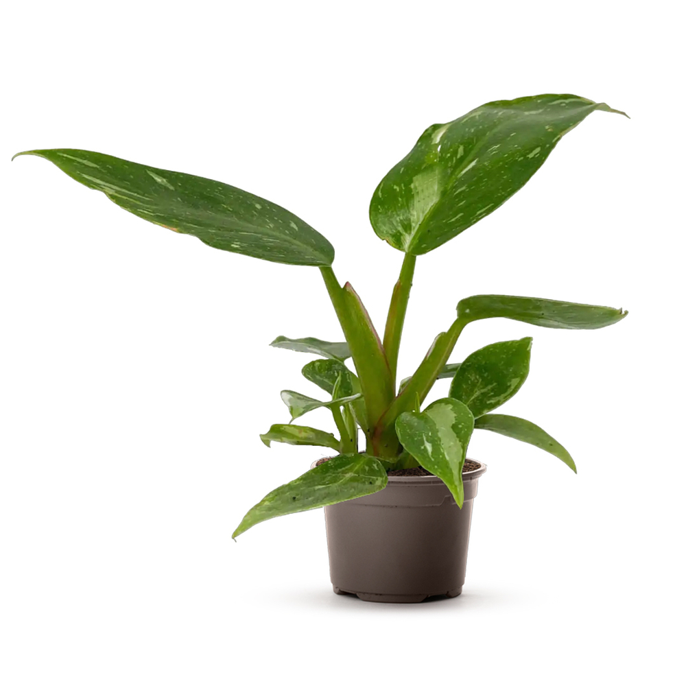 Philodendron 'White princess' : Pot D.12cm/H.30cm