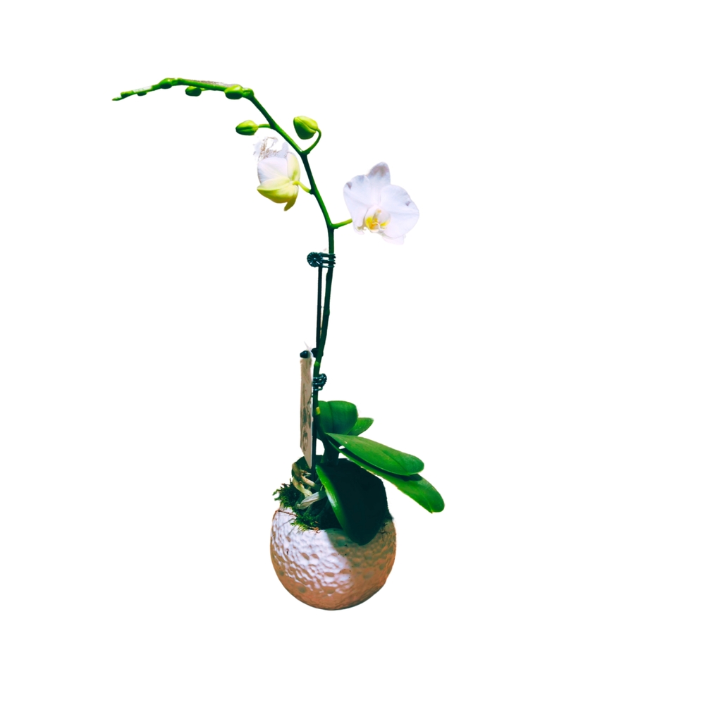Orchidée Phalaenopsis blanche : pot D.11cm