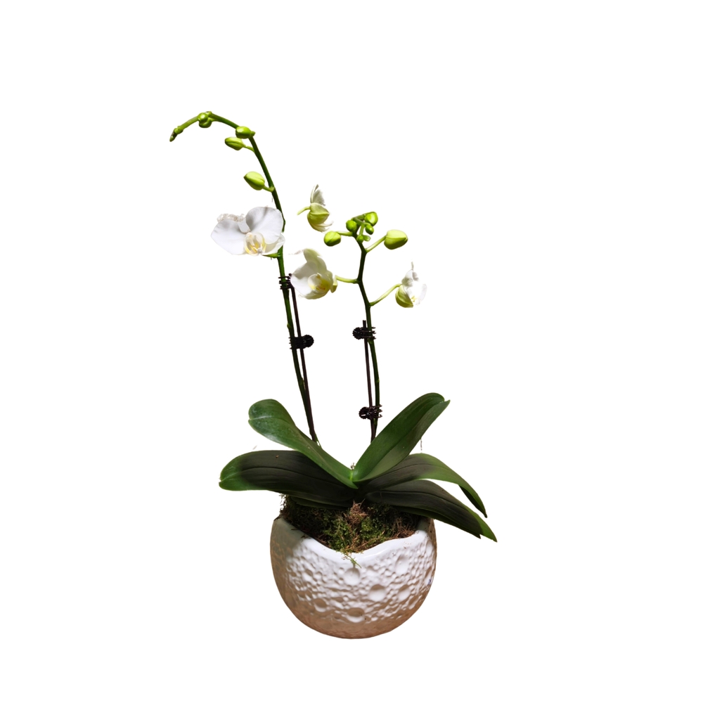 Orchidée Phalaenopsis blanche 2/3 tiges : pot D.13cm