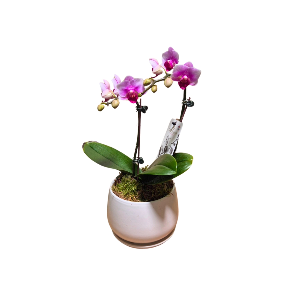 Orchidée Phalaenopsis rose 2/3 tiges : pot D.13cm