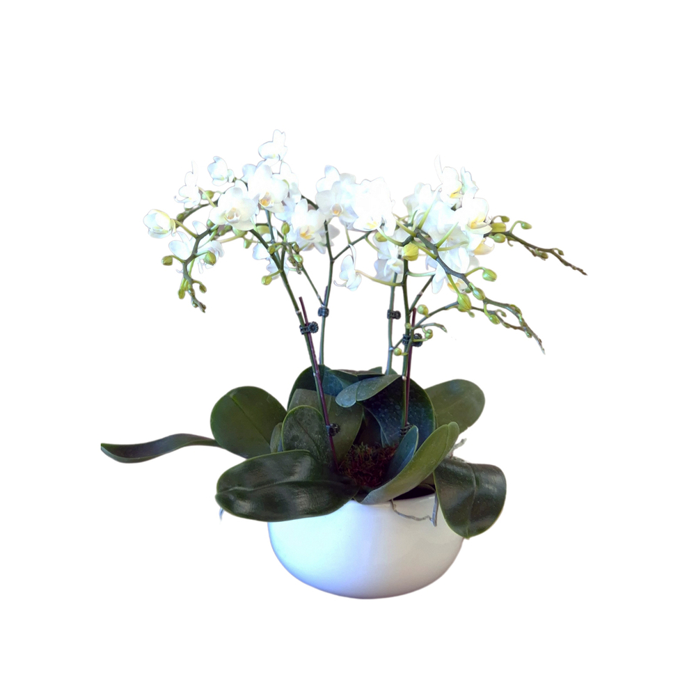Phalaenopsis blanc 4/5 tiges : en coupe de D.18cm/H.50cm
