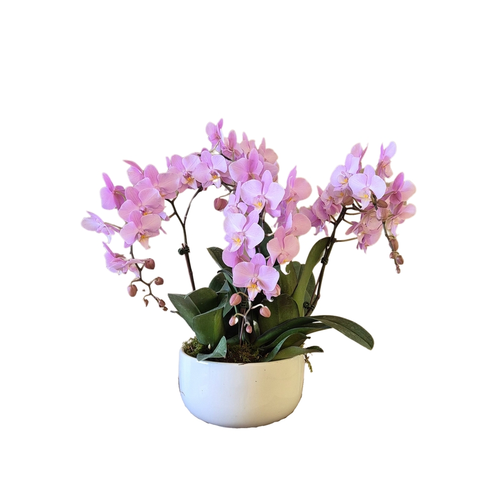 Phalaenopsis rose 4/5 tiges : en coupe de D.18cm/H.50cm