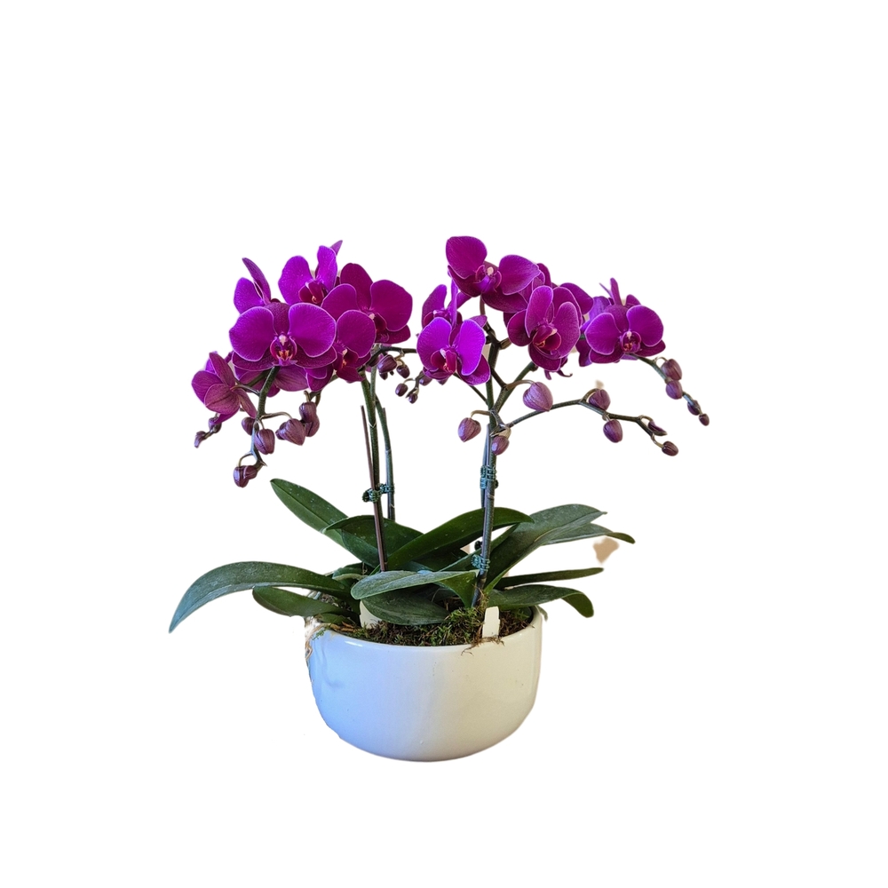 Phalaenopsis fuschia 4/5 tiges : en coupe de D.18cm/H.50cm
