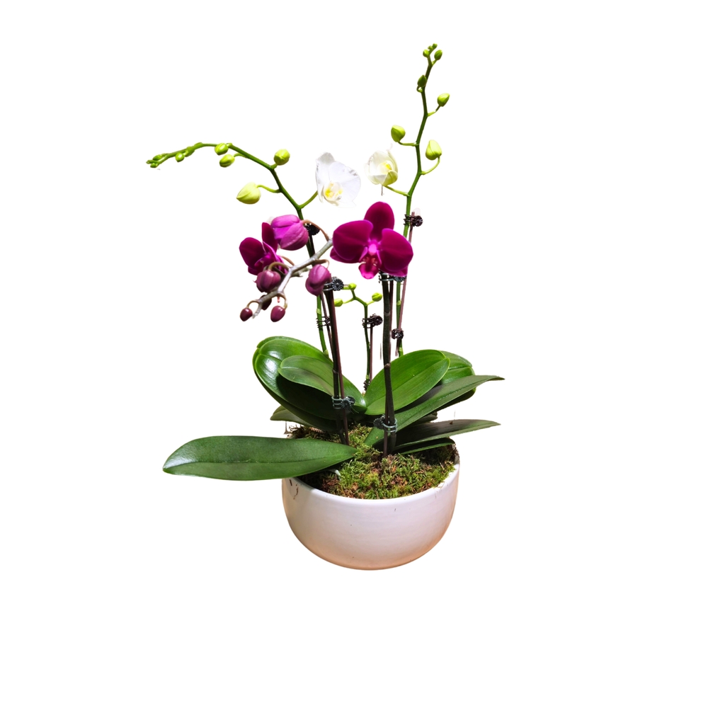 Orchidée Phalaenopsis mix 4/5 tiges : pot D.18cm