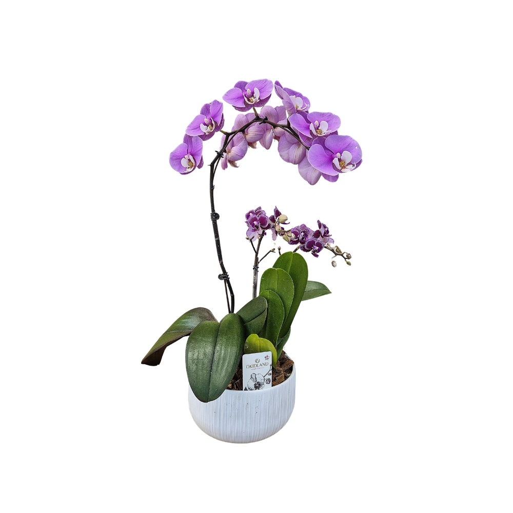 Phalaenopsis 1 tige XL et 2 tiges mix : en coupe de D.18cm/H.70cm
