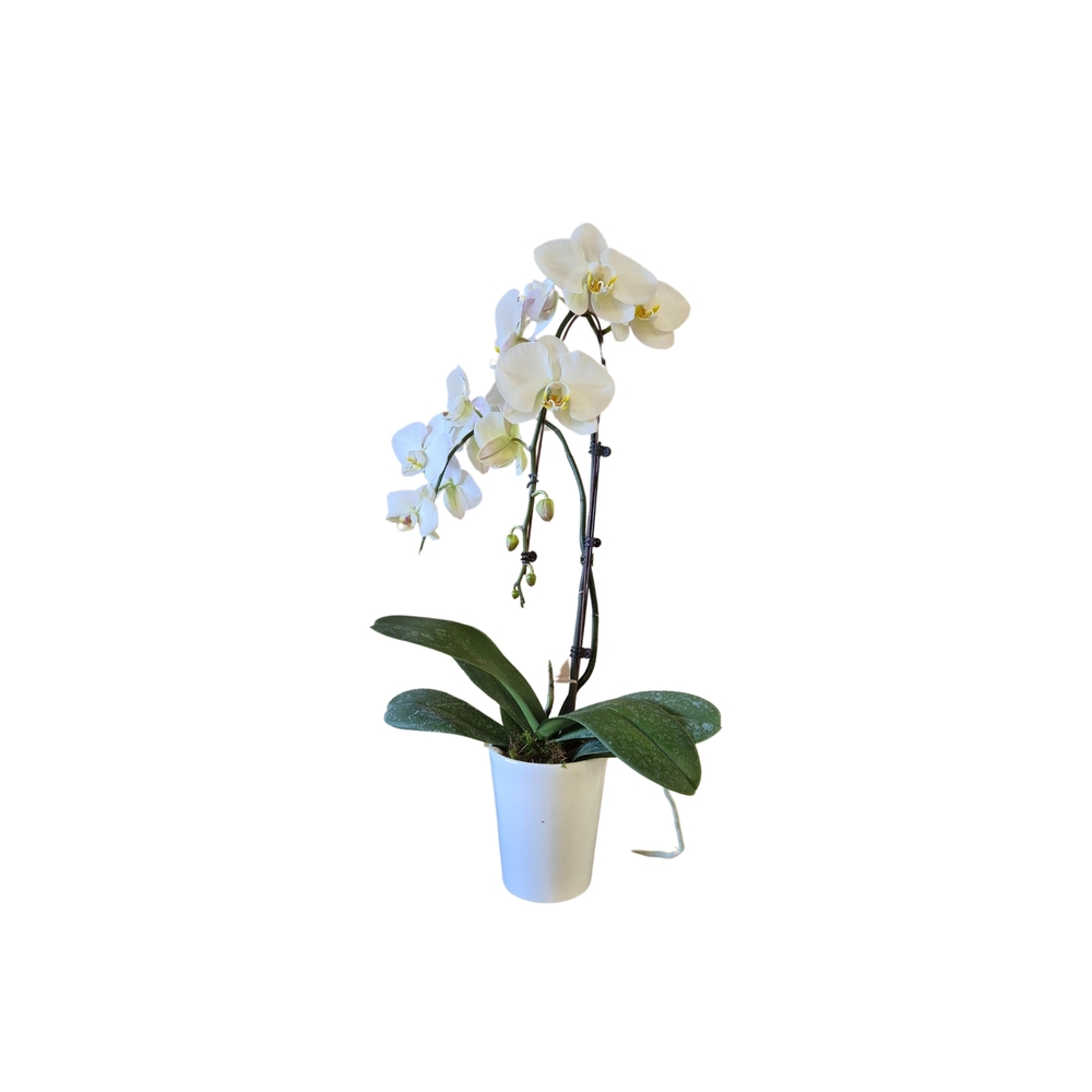 Phalaenopsis blanc 2 tiges XL : en coupe de D.14cm/H.70cm
