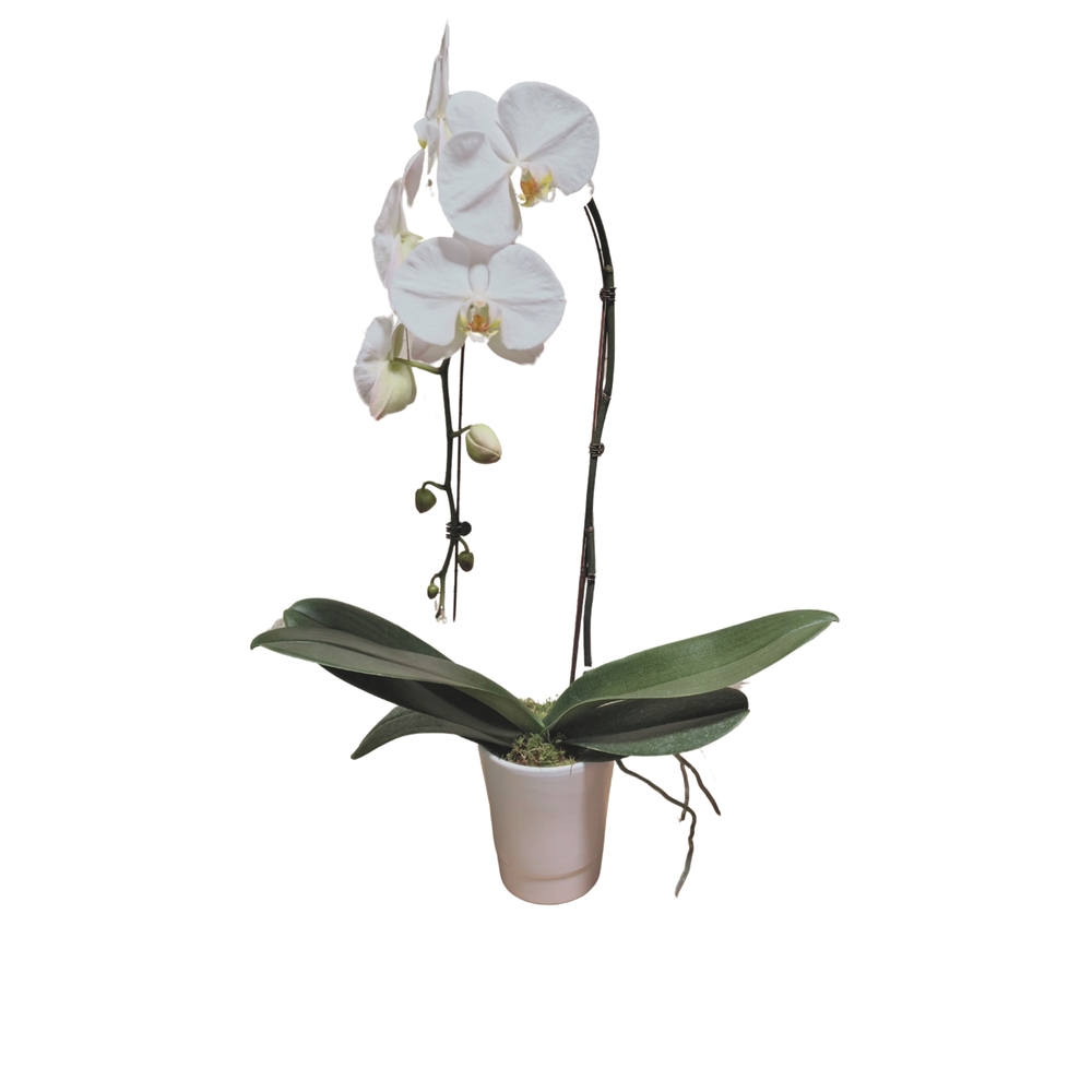 Orchidée Phalaenopsis blanche : pot D.14cm