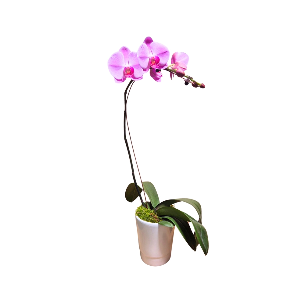 Orchidée Phalaenopsis rose : pot D.14cm