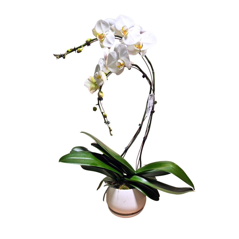 Orchidée Phalaenopsis blanche 2 tiges : pot D.24cm