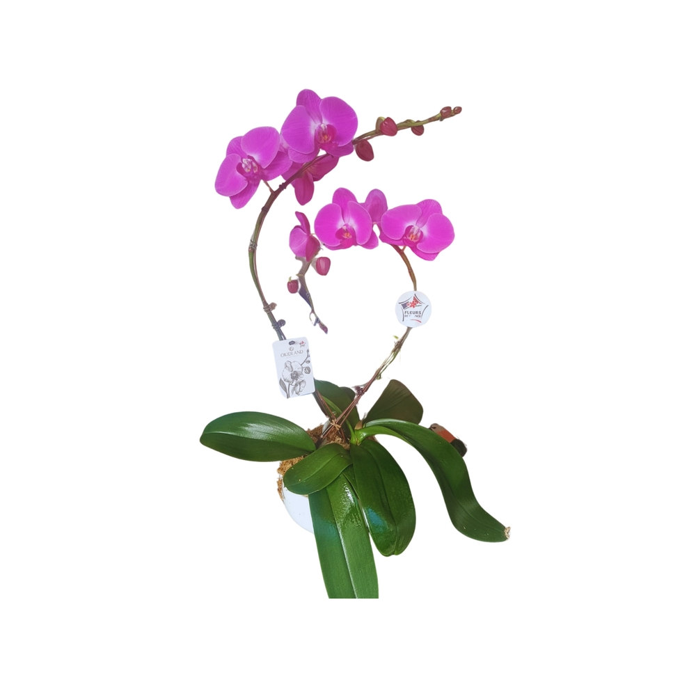 Phalaenopsis fuschia 2 tiges XL : en coupe de D.24cm/H.75cm