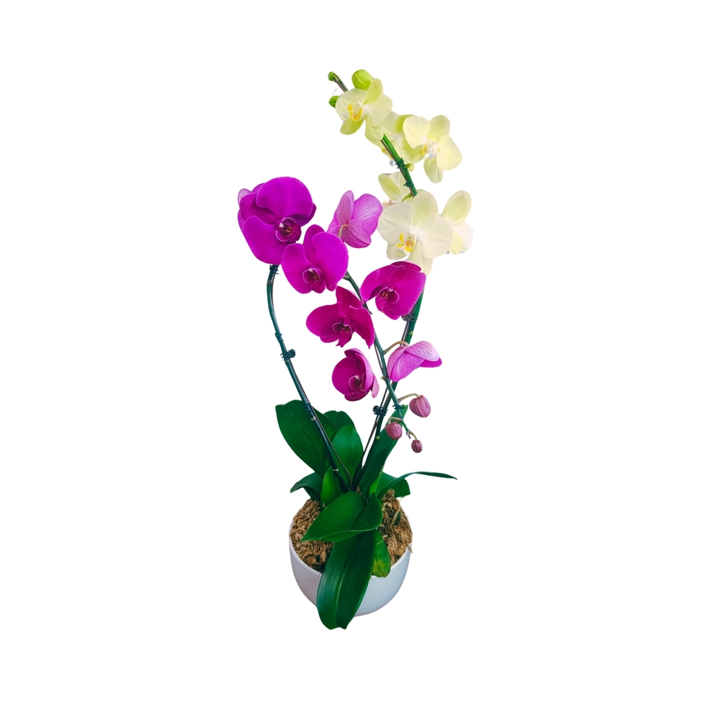 Phalaenopsis 2 tiges XL mix : en coupe de D.24cm/H.75cm