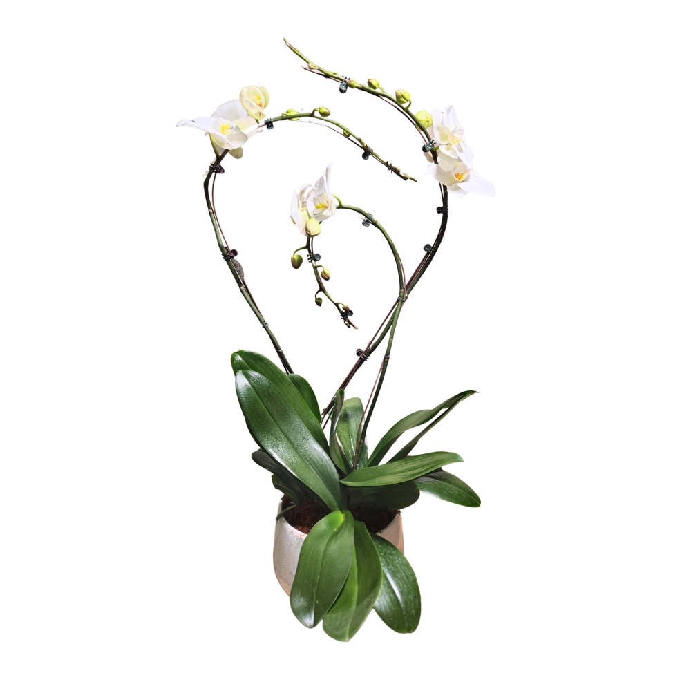 Orchidée Phalaenopsis blanche 3 tiges : pot D.27cm
