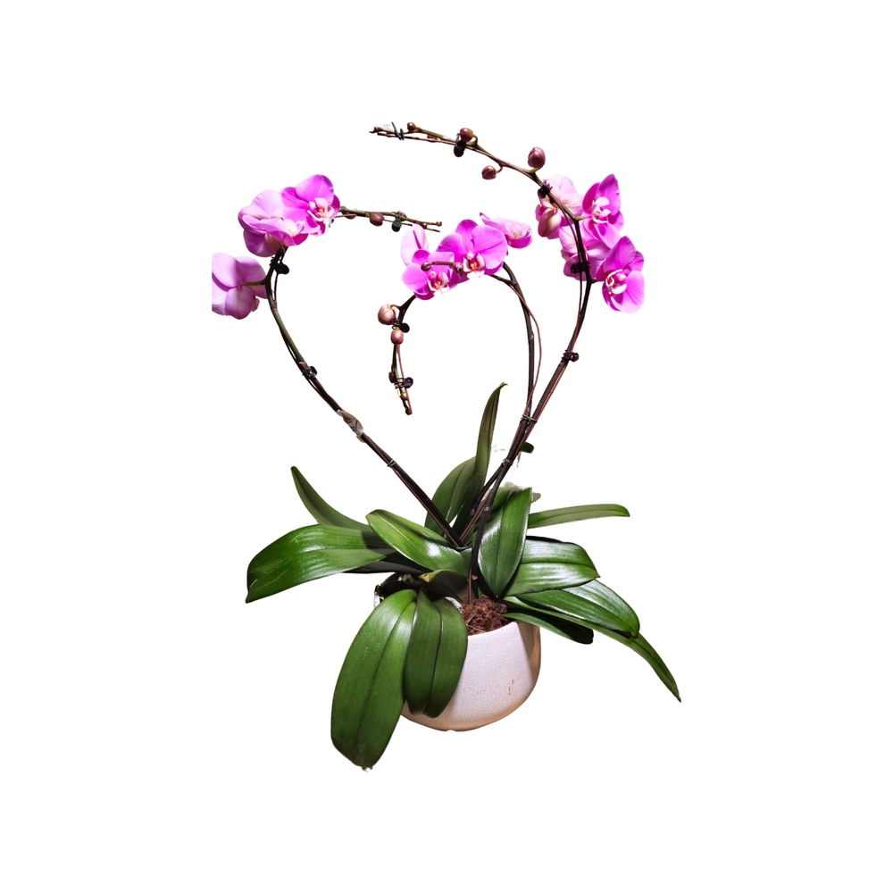 Orchidée Phalaenopsis rose, 3 tiges : pot D.27cm