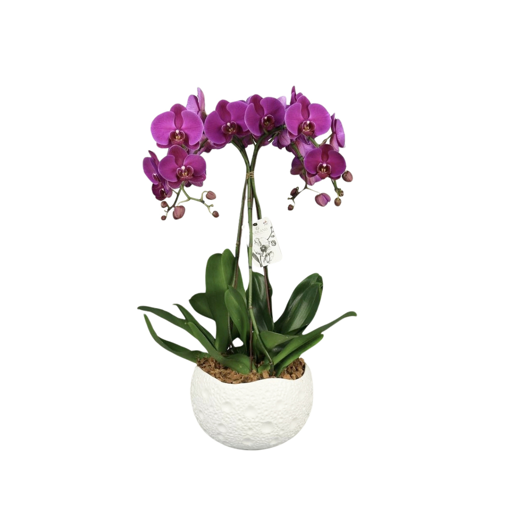 Phalaenopsis fuschia 3 tiges XL : en coupe de D.27cm/H.85cm