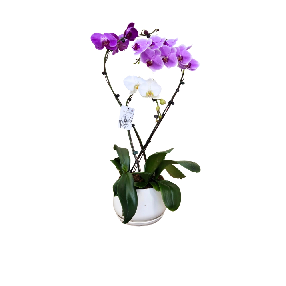 Orchidée Phalaenopsis mix, 3 tiges : pot D.27cm