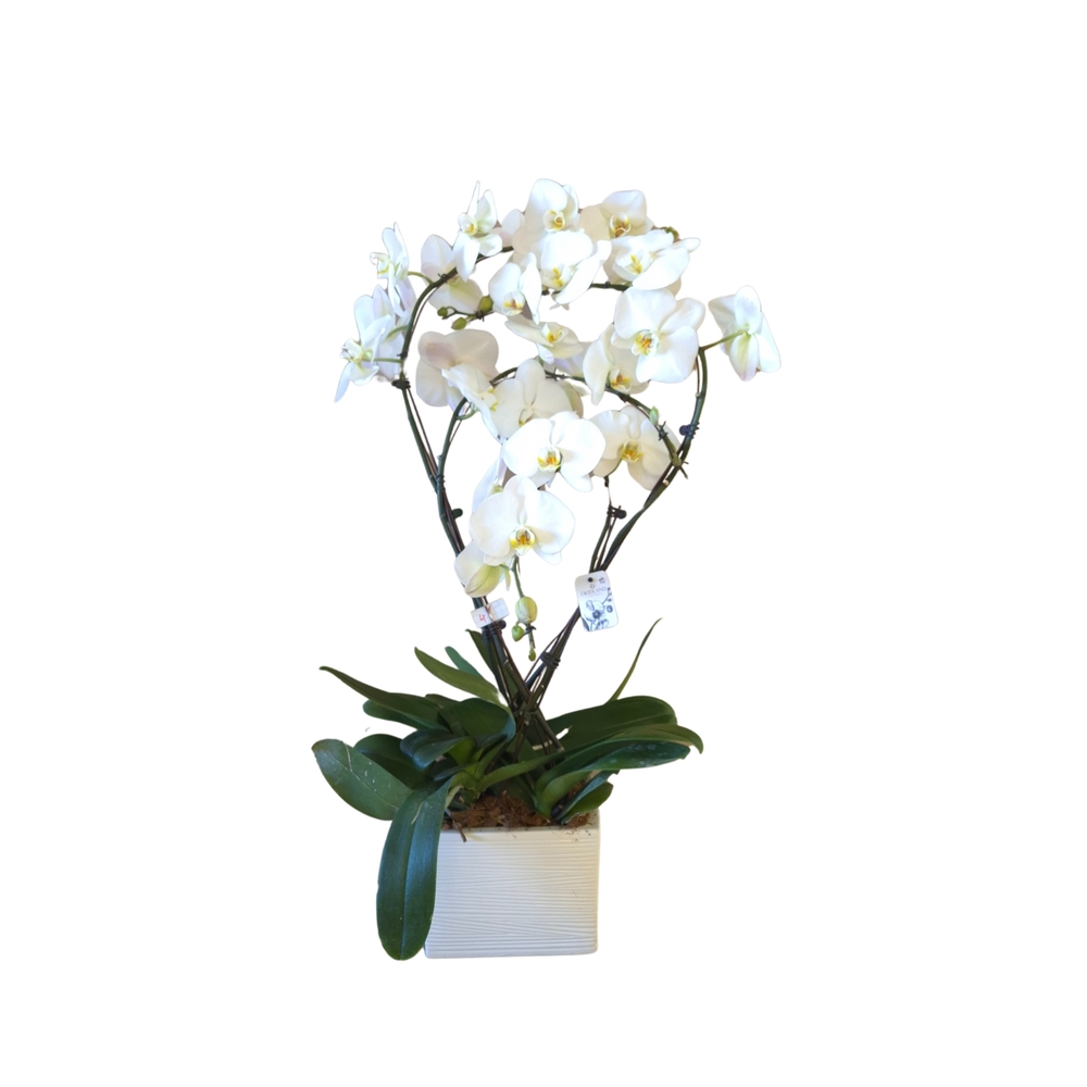 Phalaenopsis blanc 4 tiges XL : en coupe de D.27cm/H.85cm