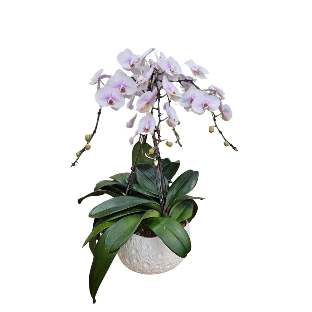 Phalaenopsis rose 4 tiges XL : en coupe de D.27cm/H.85cm