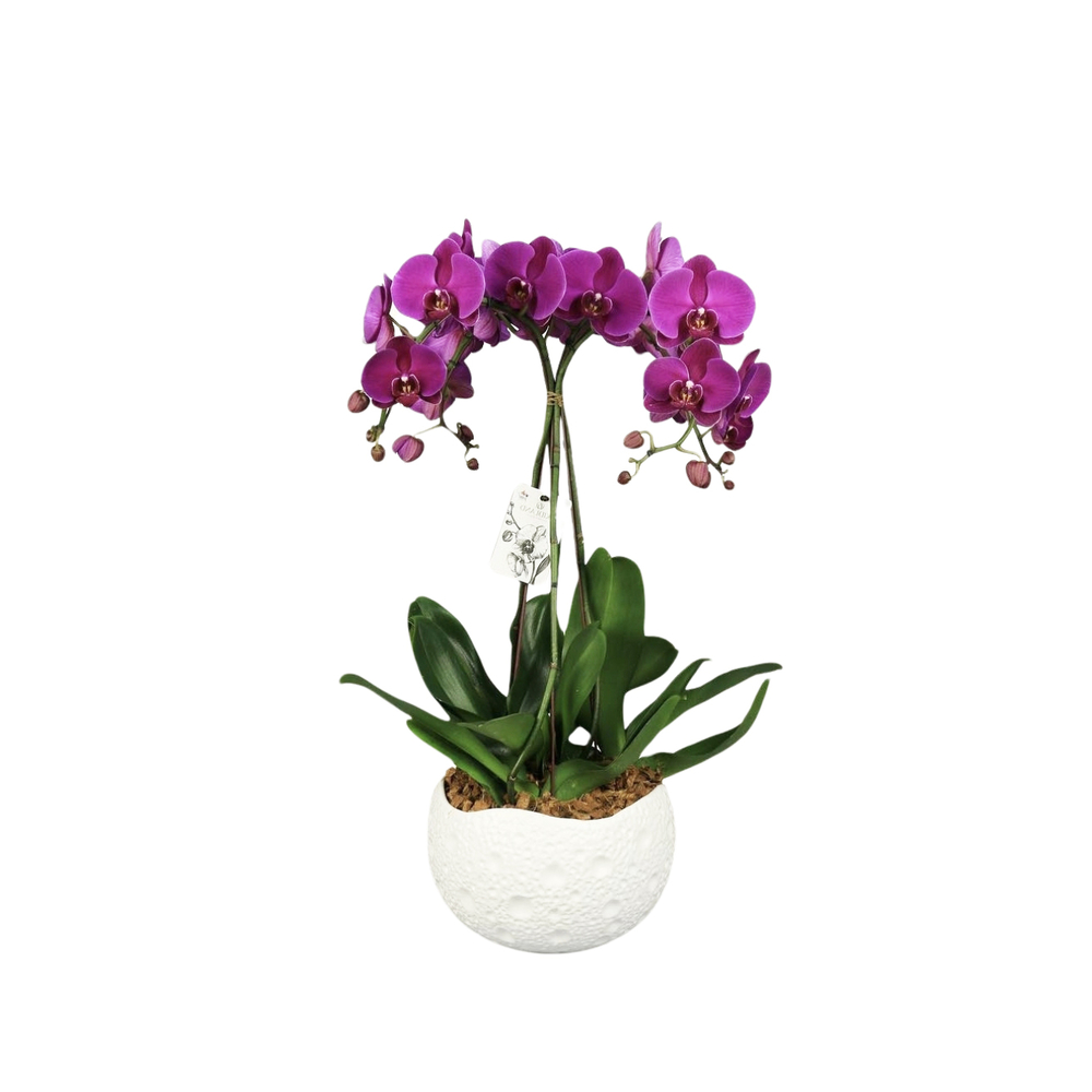 Phalaenopsis fuschia 4 tiges XL : en coupe de D.27cm/H.85cm