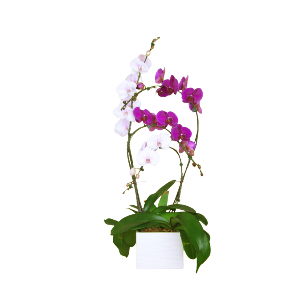 Phalaenopsis mix, orchidée papillon 4 tiges : pot D.27cm/H.85cm