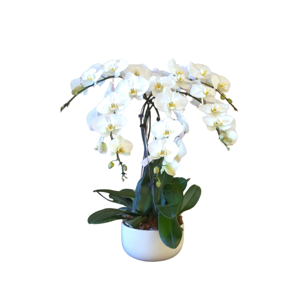 Phalaenopsis blanc 5 tiges XL : en coupe de D.30cm/H.85cm