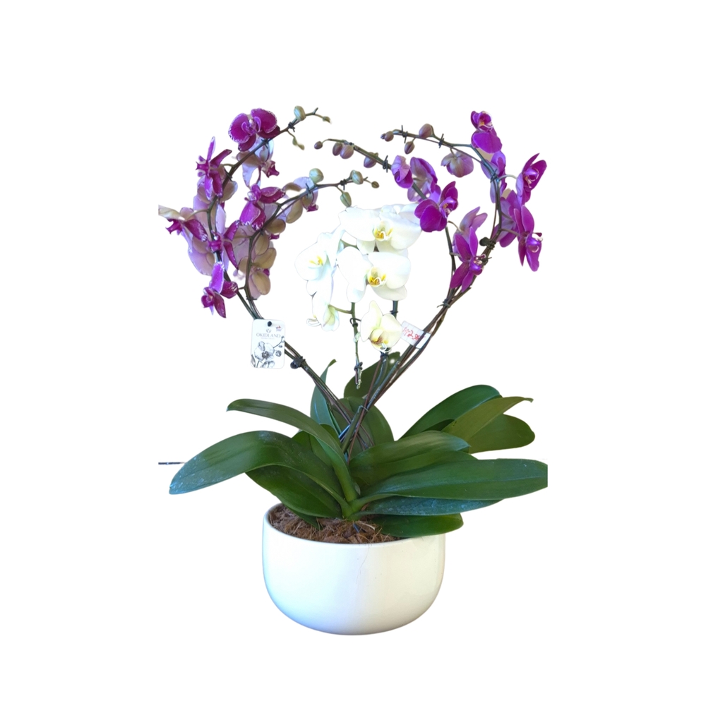 Phalaenopsis 5 tiges XL mix : en coupe de D.30cm/H.85cm